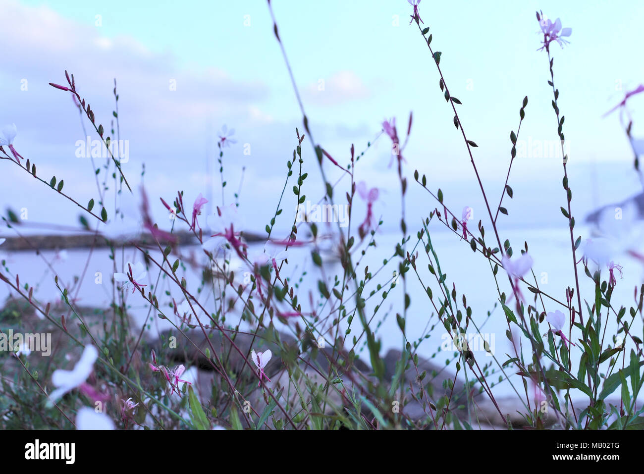 Blue heure après le coucher du soleil à Santa Eulalia des Riu, l'île d'Ibiza. Fleurs violettes et scène de la mer. Mer Méditerranée soir scène. Banque D'Images