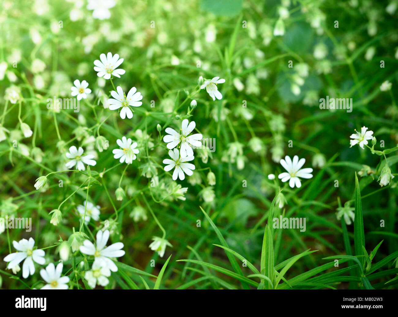 Pré des fleurs au printemps. Diverses fleurs avec focus sélectif. Arrière-plan de printemps. Banque D'Images