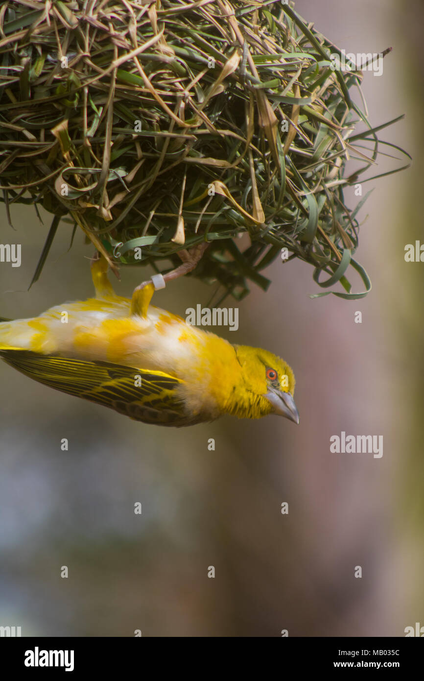 Weaver Bird jaune accrochée à nest Banque D'Images