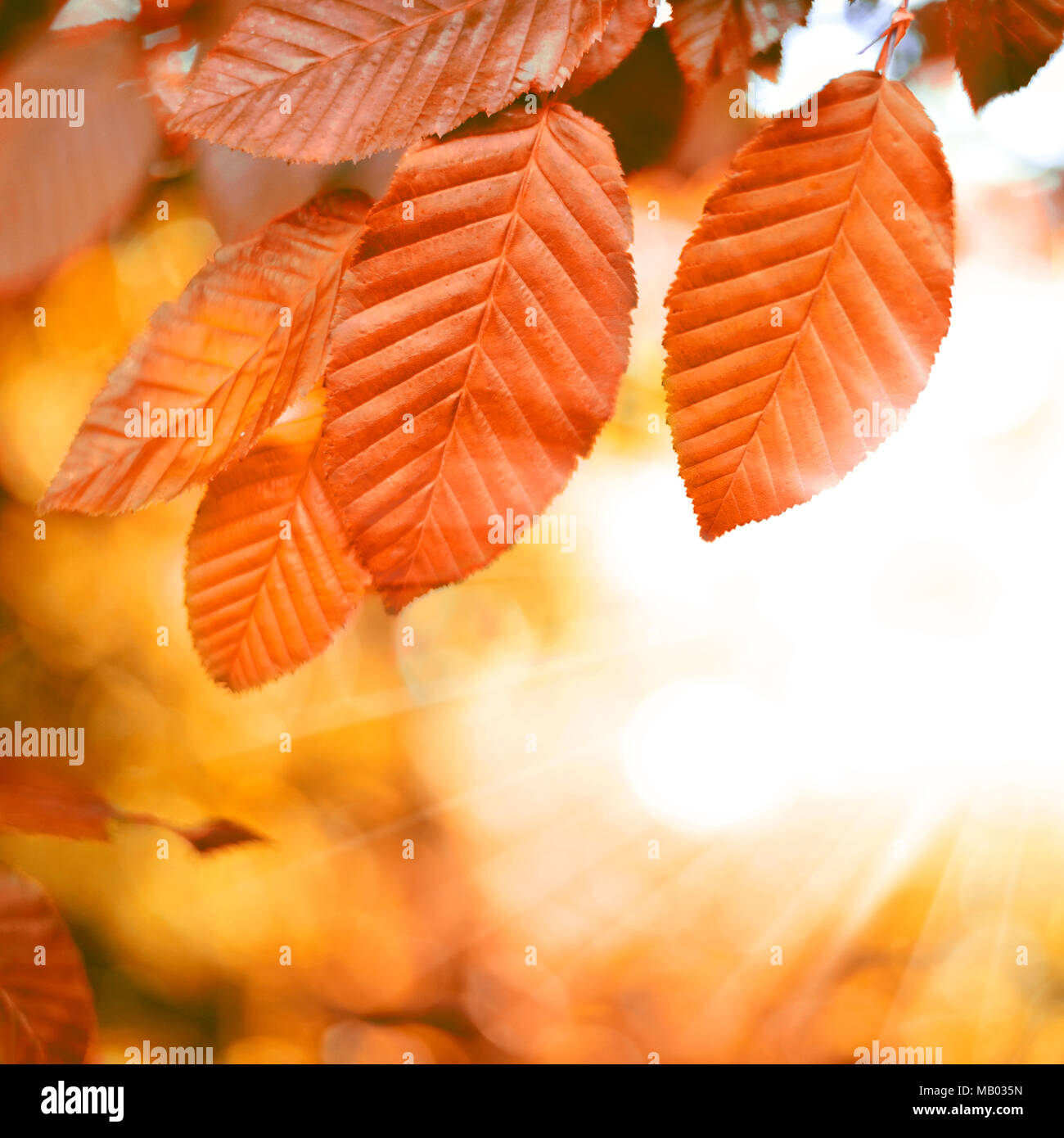 Feuilles de hêtre rouge arrière-plan avec la lumière du soleil et l'accent sélective. Automne arrière-plan ou d'arrière-plan de la nature avec l'exemplaire de l'espace. Banque D'Images