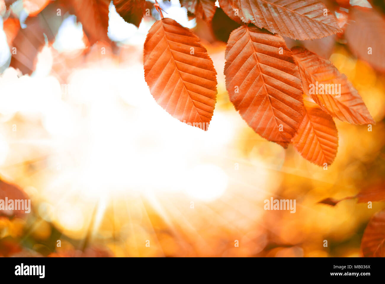 Feuilles de hêtre rouge arrière-plan avec la lumière du soleil et l'accent sélective. Automne arrière-plan ou d'arrière-plan de la nature avec l'exemplaire de l'espace. Banque D'Images