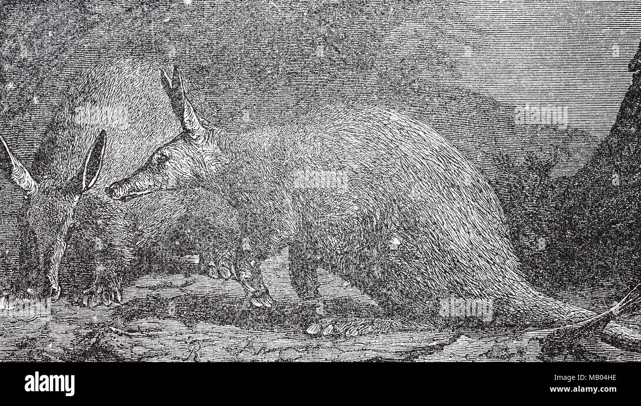 Erdferkel, Orycteropus afer. Aardvark, Orycteropus afer, numérique l'amélioration de la reproduction de l'original d'imprimer à partir de l'année 1895 Banque D'Images