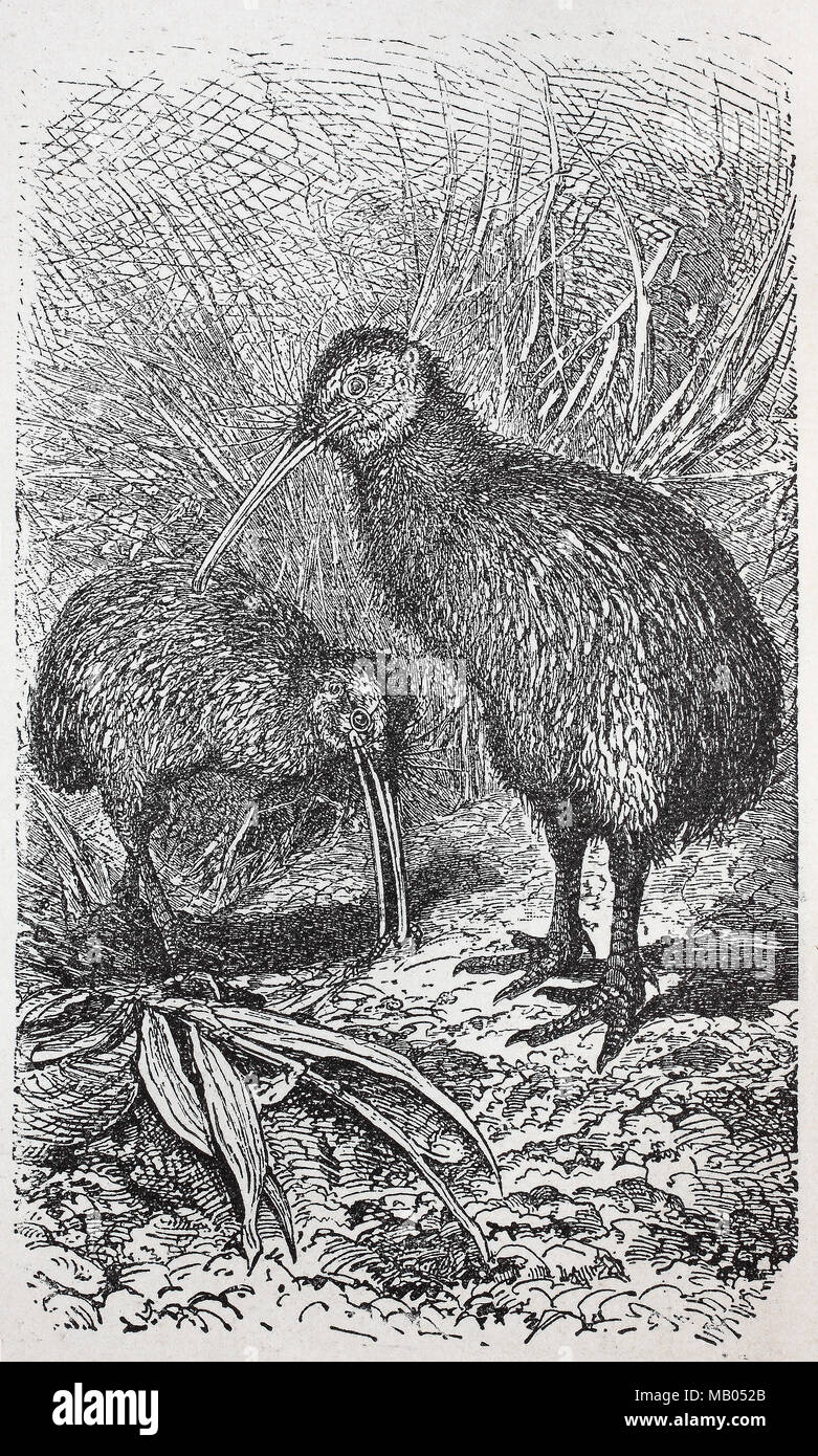 ¶Rdlicher NÃ Kiwi, Streifenkiwi, Apteryx mantelli, île du Nord brown kiwi, amélioration numérique reproduction d'une estampe originale de l'année 1895 Banque D'Images
