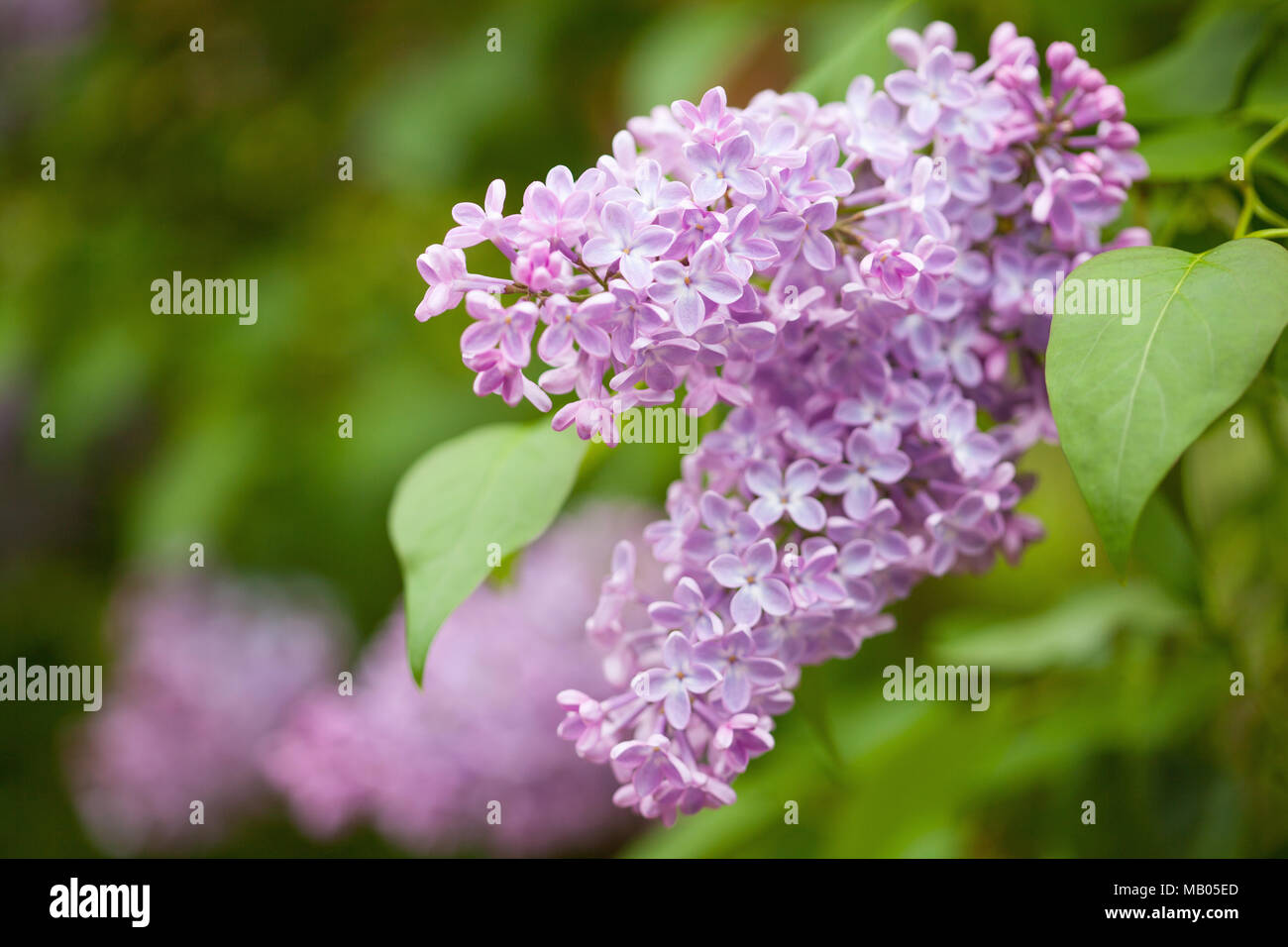 Beau jardin en fleurs lilas Banque D'Images