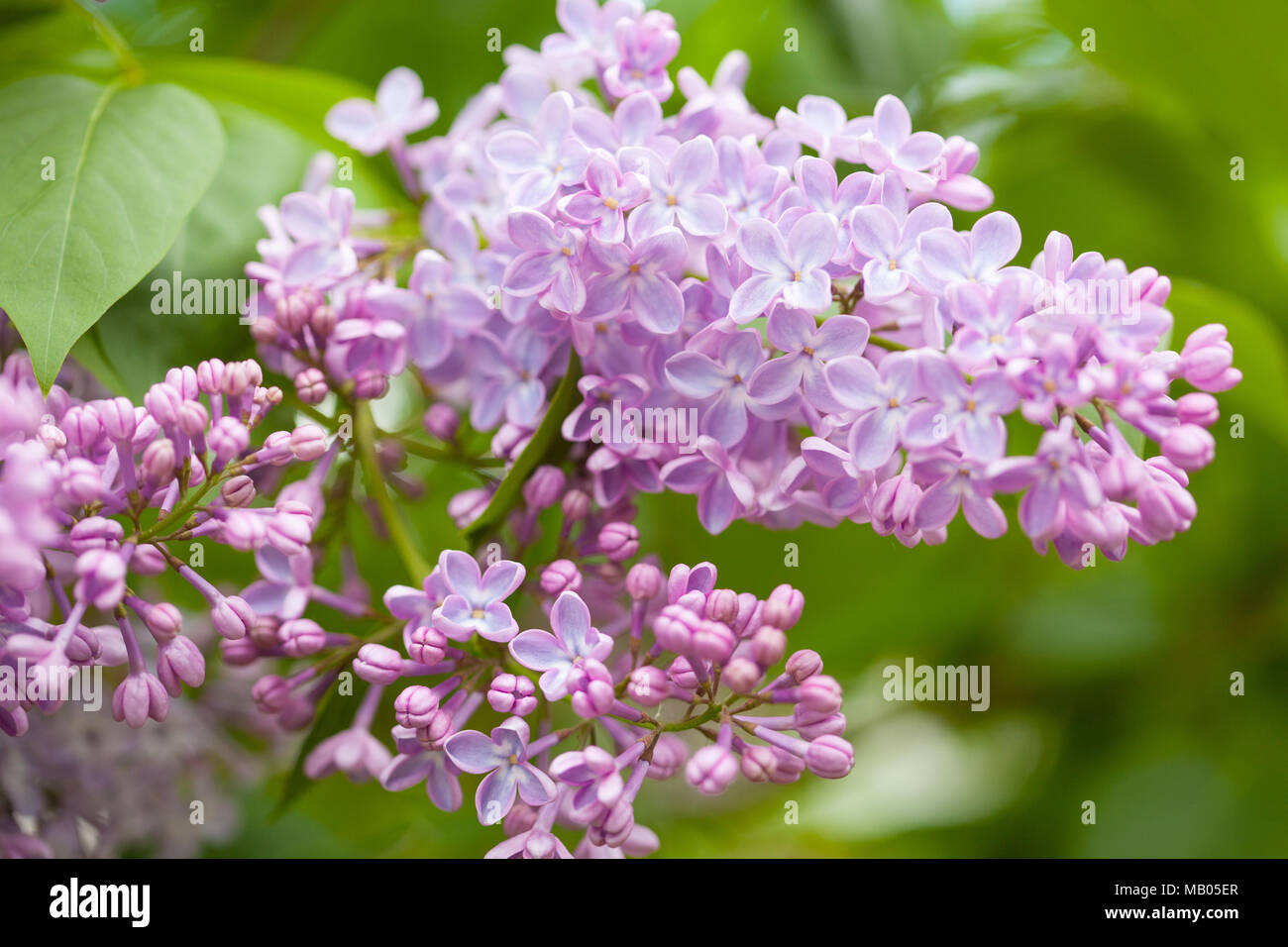 Beau jardin en fleurs lilas Banque D'Images