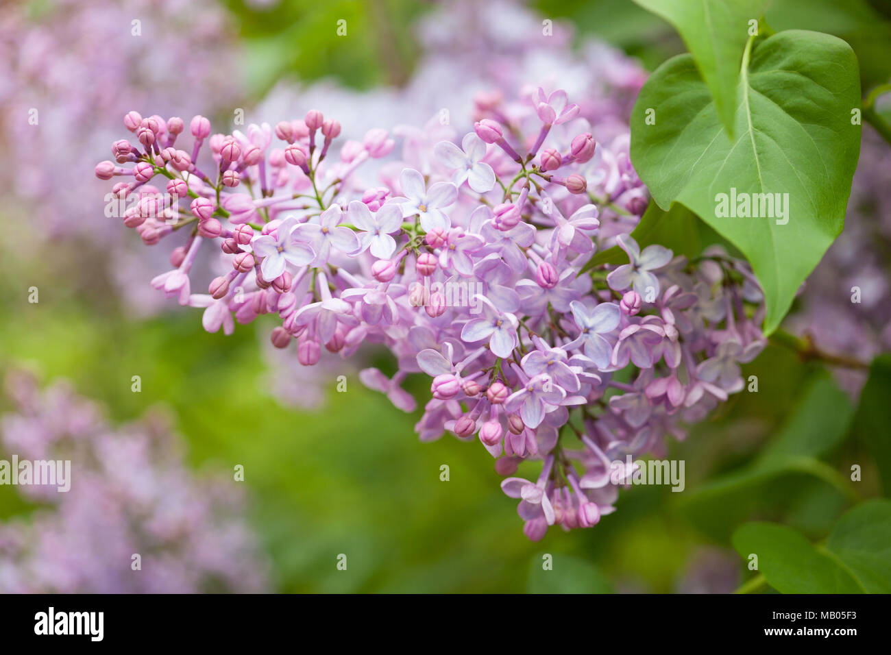 Beau jardin en fleurs lilas Banque D'Images