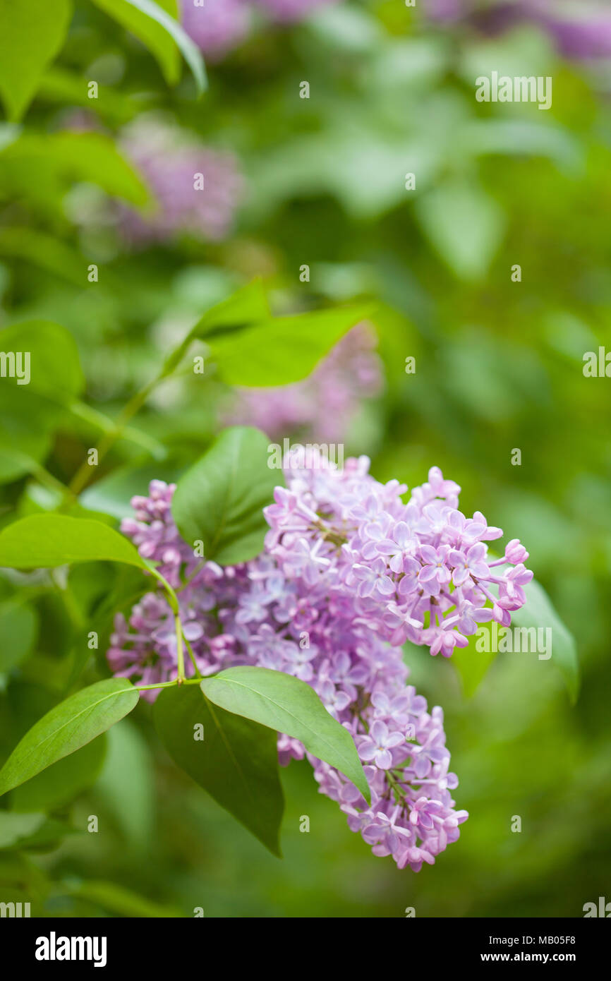 Beau jardin en fleurs lilas Banque D'Images