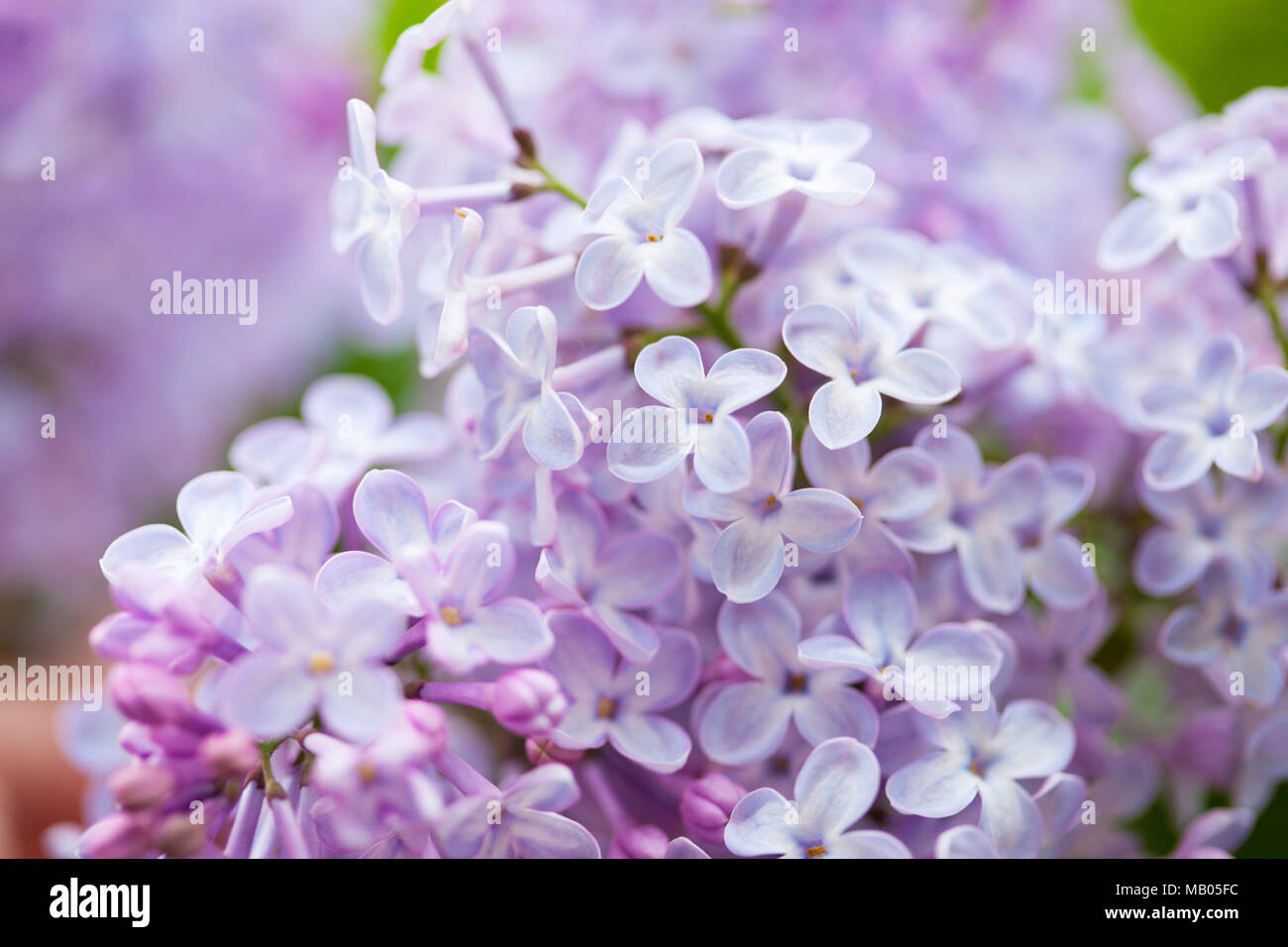 Beau jardin en fleurs lilas Banque D'Images