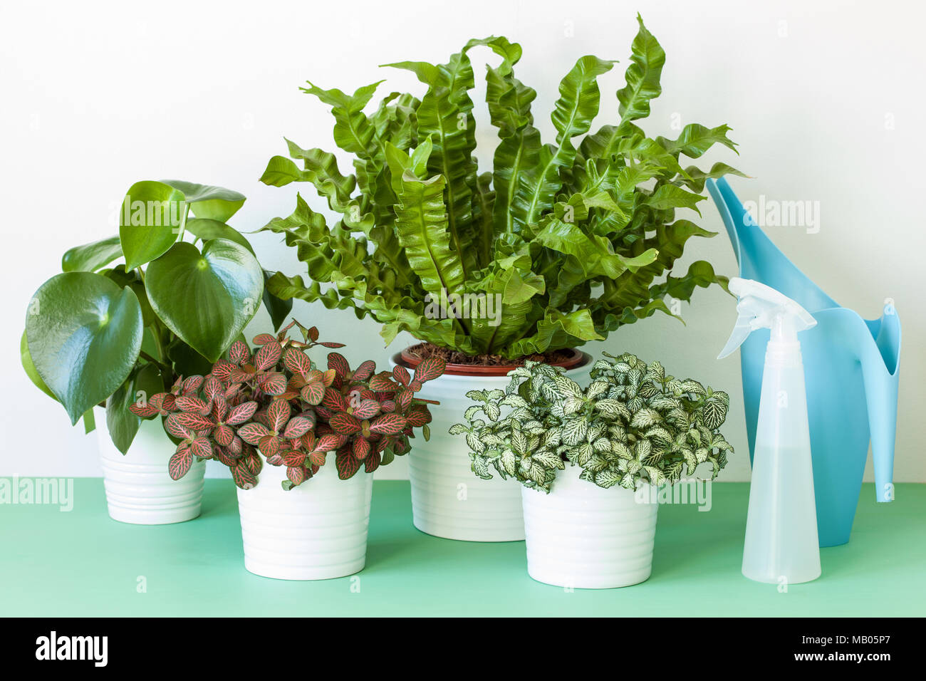 Plantes d'Asplenium nidus, peperomia et fittonia en pots Banque D'Images