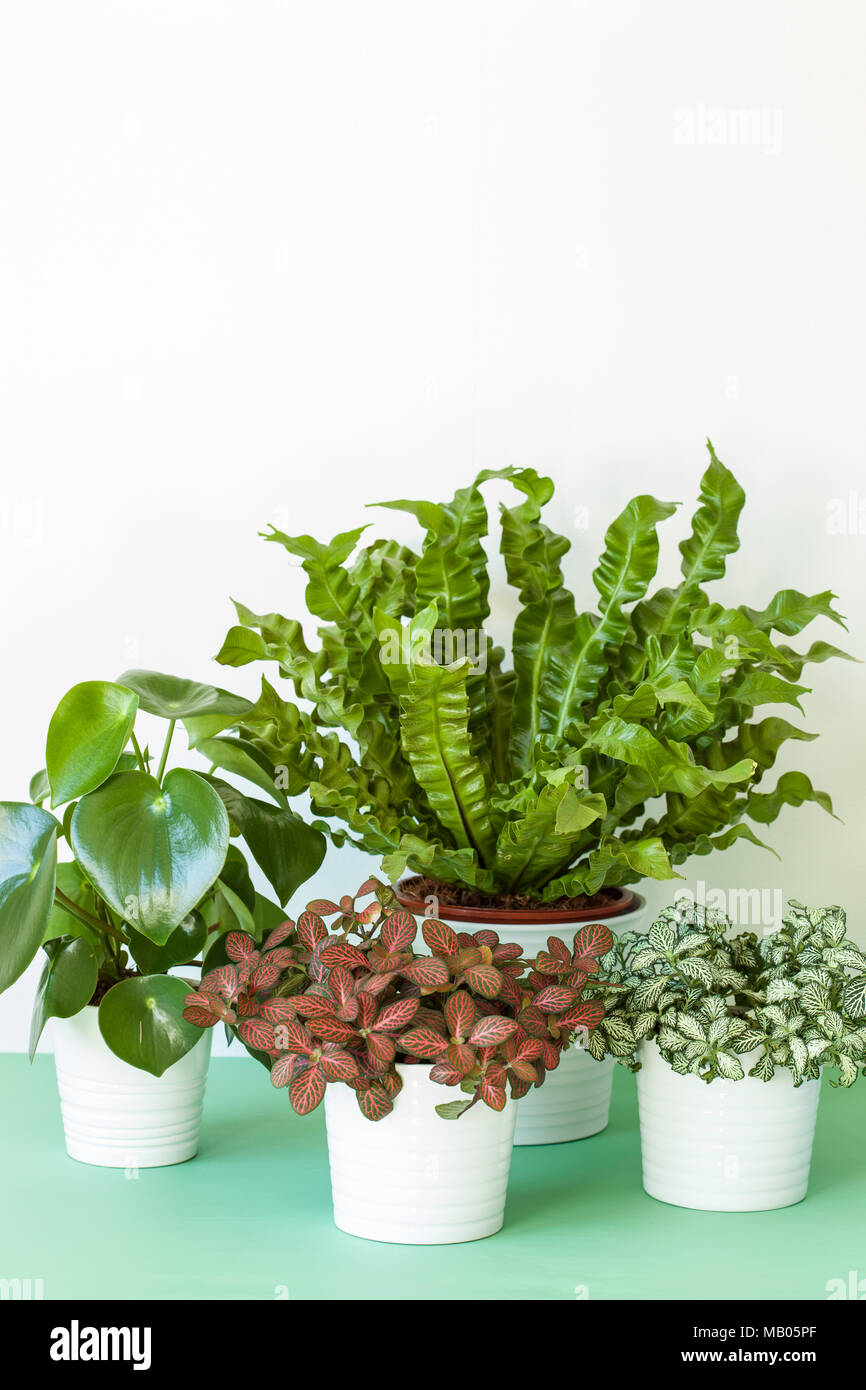 Plantes d'Asplenium nidus, peperomia et fittonia en pots Banque D'Images