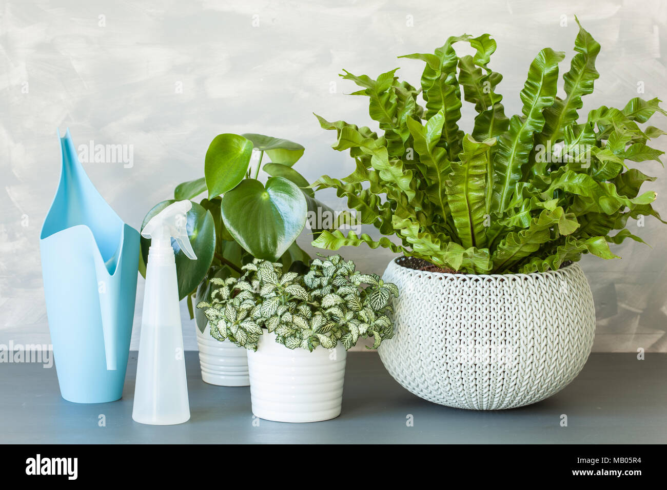 Plantes d'Asplenium nidus, peperomia et fittonia en pots Banque D'Images