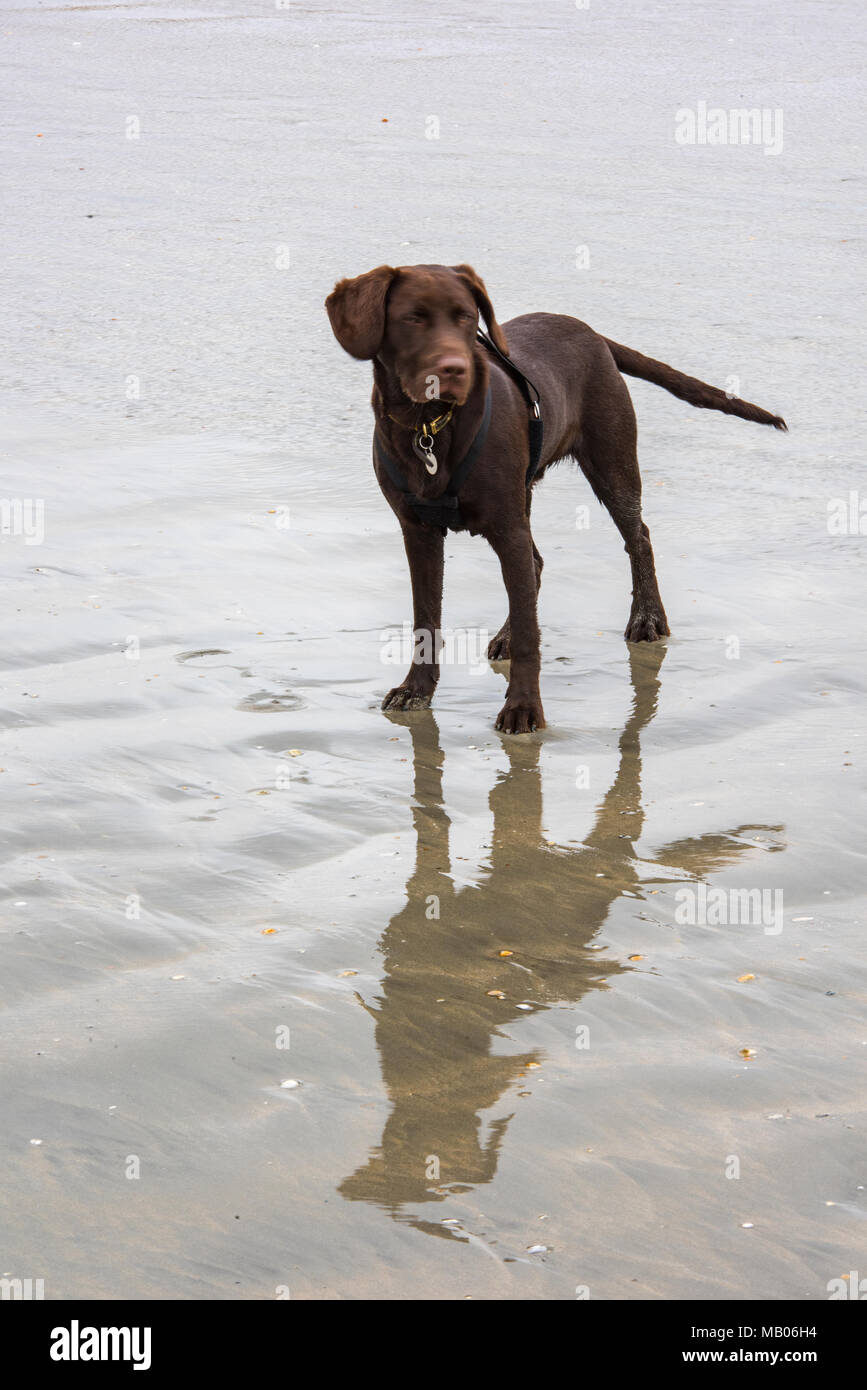Un labradinger springador ou chiot debout sur le sable humide jouant sur une plage. Croisement entre chien springer spaniel et-Labrador retriever. Canins. Banque D'Images