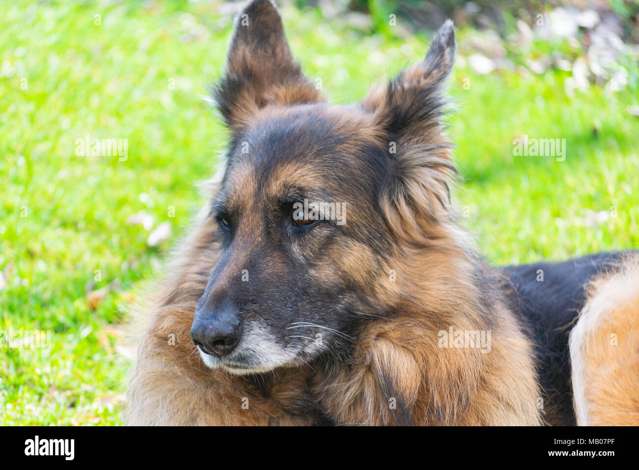 Berger allemand, l'alsacien Banque D'Images
