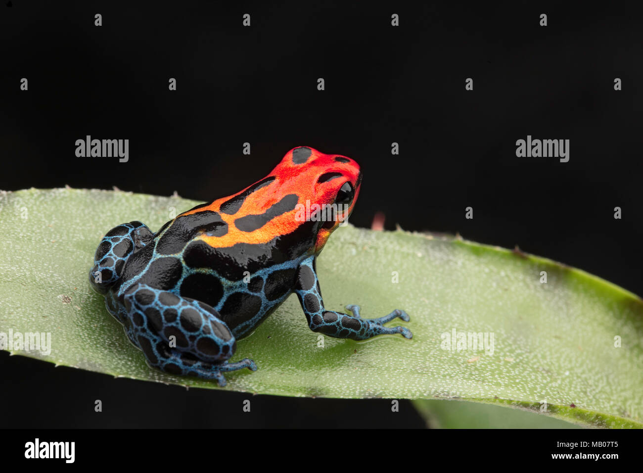 Poison dart Frog amazoniennes, Ranitomeya ventrimaculata, Arena Blanca. Bleu Rouge animal venimeux de la forêt amazonienne du Pérou. Banque D'Images