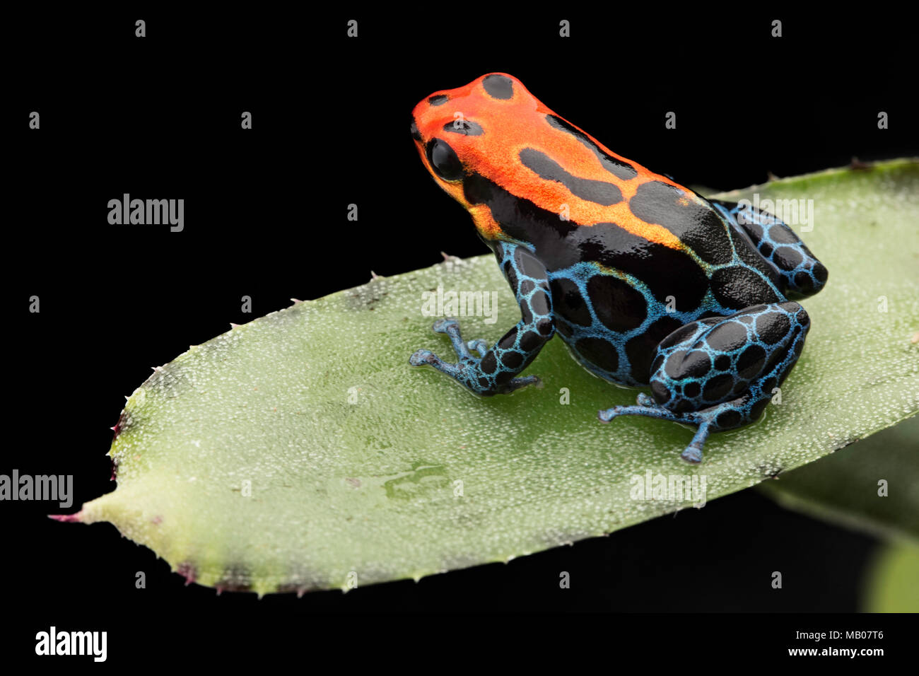 Poison dart Frog amazoniennes, Ranitomeya ventrimaculata, Arena Blanca. Bleu Rouge animal venimeux de la forêt amazonienne du Pérou. Banque D'Images