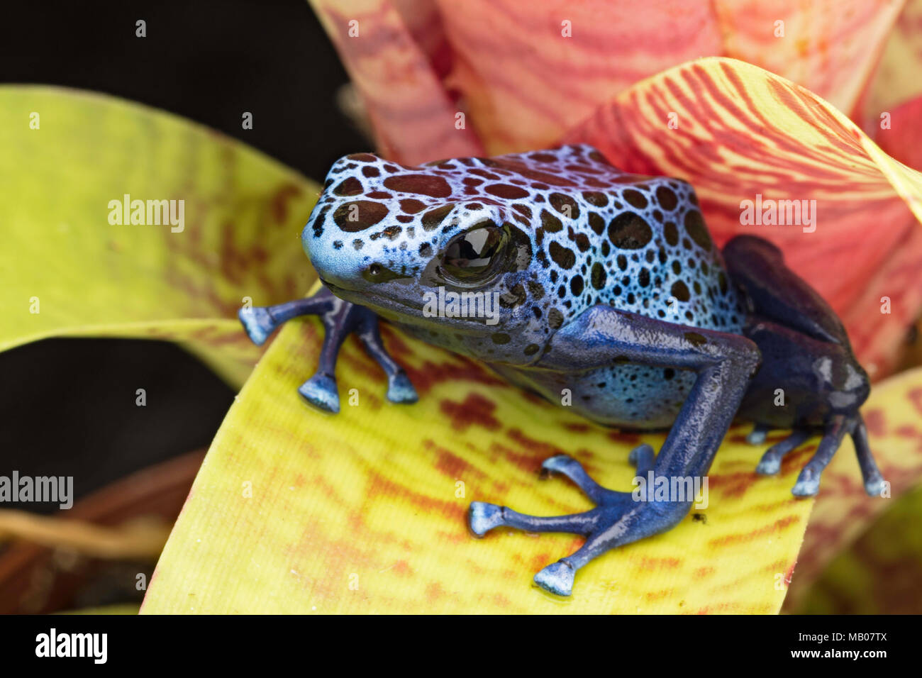 Bleu et noir poison dart frog, Dendrobates azureus. Une belle forêt de pluie toxique animal en danger d'extinction. Dans une forêt d'amphibiens Animaux Banque D'Images