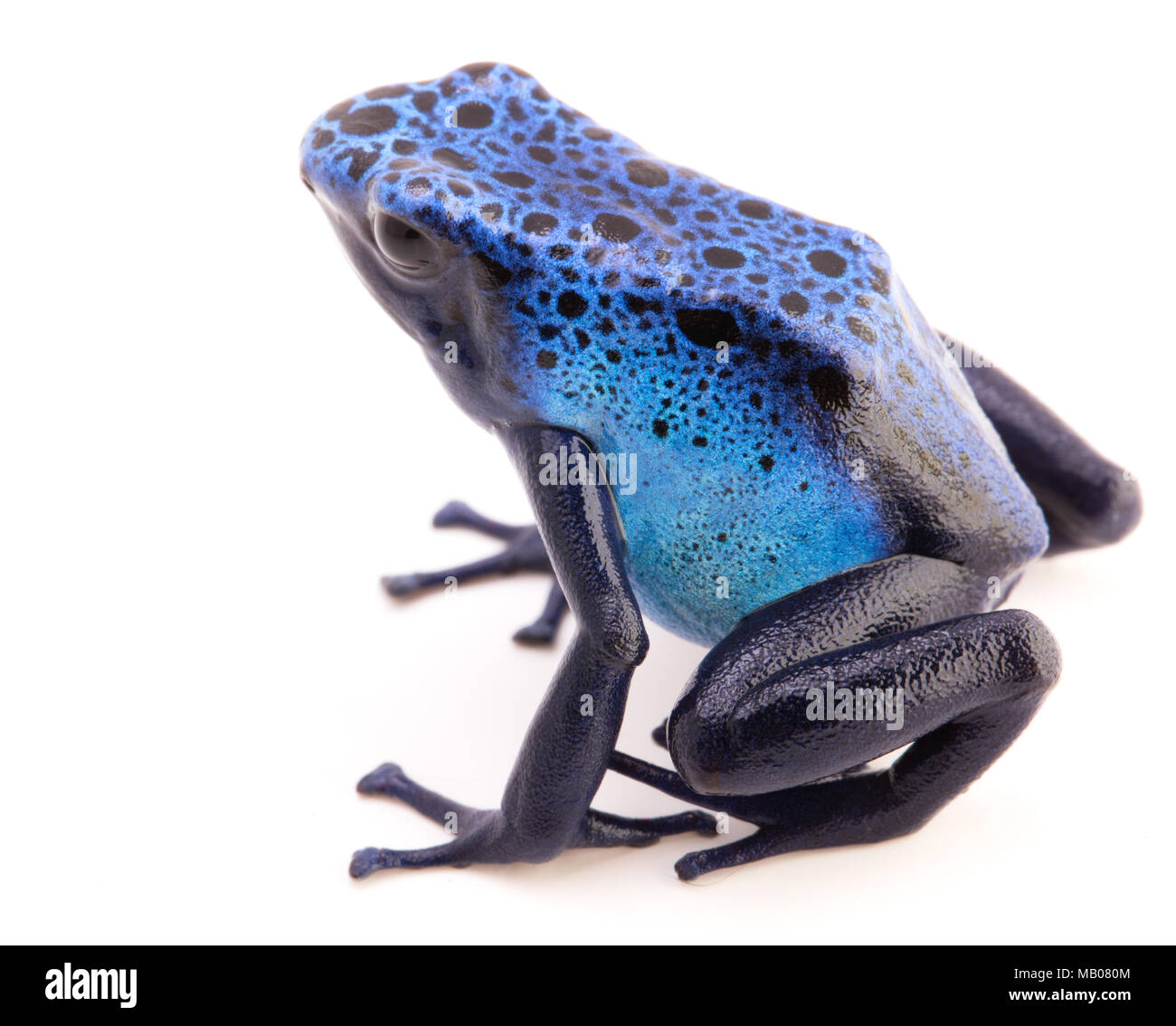 Poison dart frog, Dendrobates Azureus isolé sur un fond blanc. Des animaux tropicaux toxiques. Banque D'Images