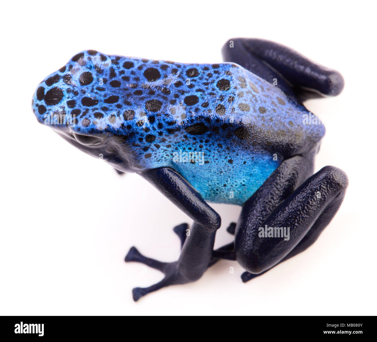 Blue poison arrow frog, Dendrobates azureus isolé sur blanc. Un bel animal venimeux. Banque D'Images