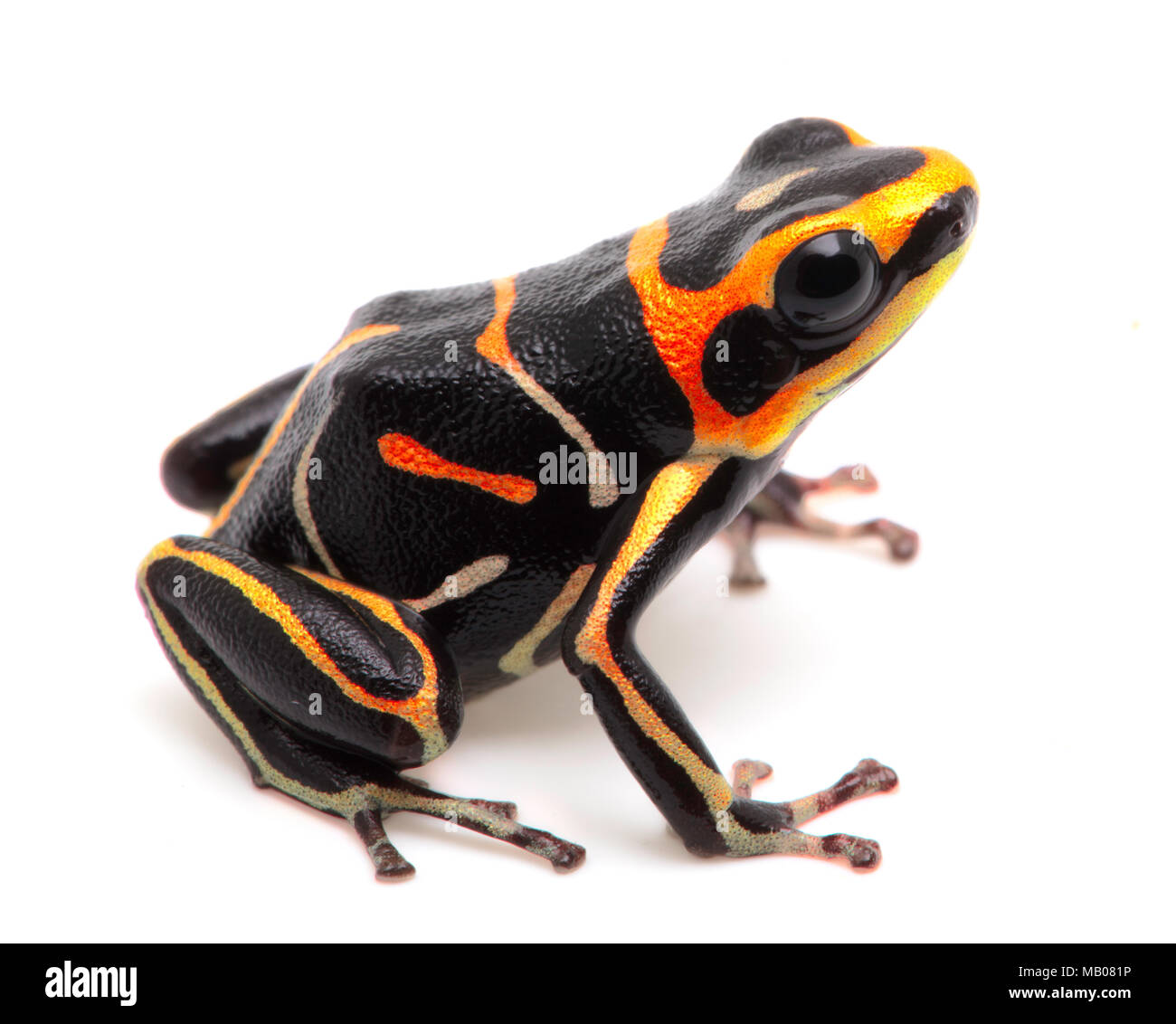 Striped poison dart frog ou flèches, Ranitomeya fantastica. Un beau petit animal venimeux de la forêt amazonienne au Pérou. Isolé sur blanc b Banque D'Images