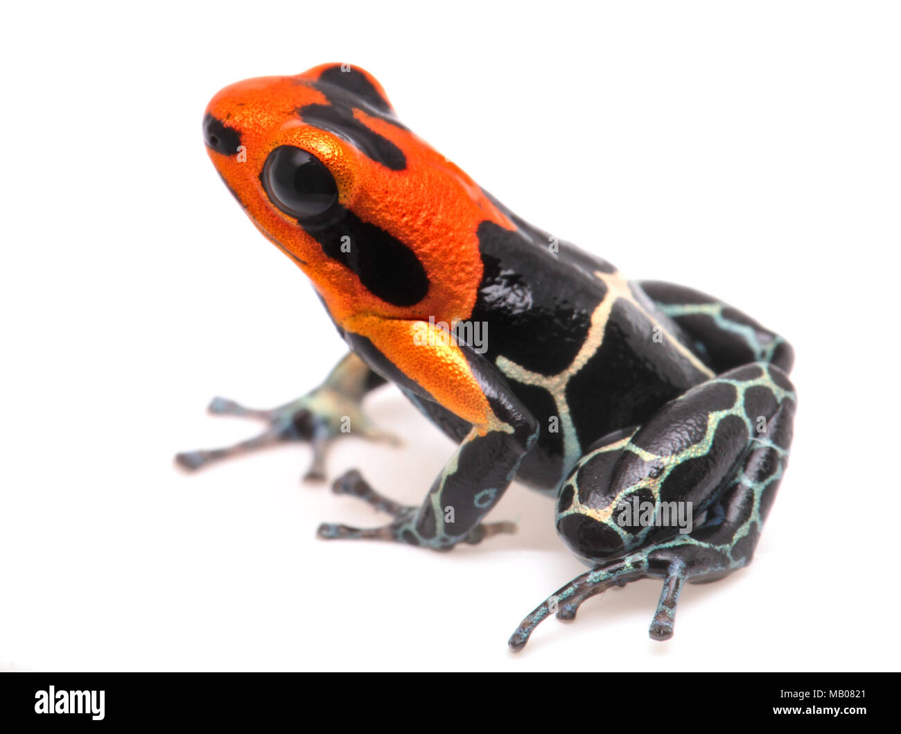 Tête rouge poison dart frog ou flèches, Ranitomeya fantastica. Un beau petit animal venimeux de la forêt amazonienne au Pérou. Isolated on white Banque D'Images