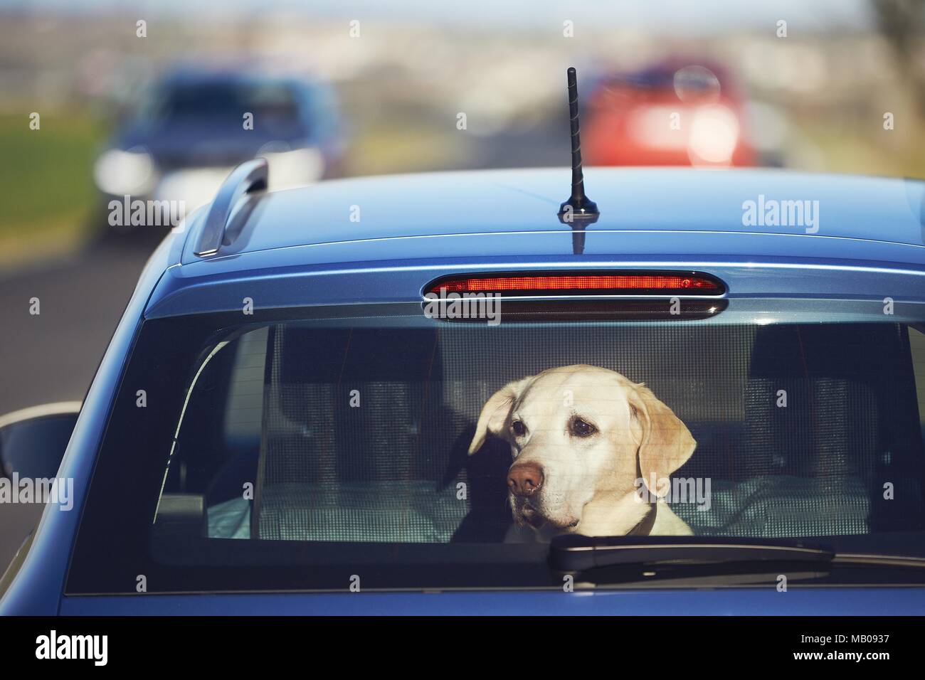 Voyager avec chien. Curieux labrador retriever assis en voiture et à la recherche à travers la vitre. Banque D'Images