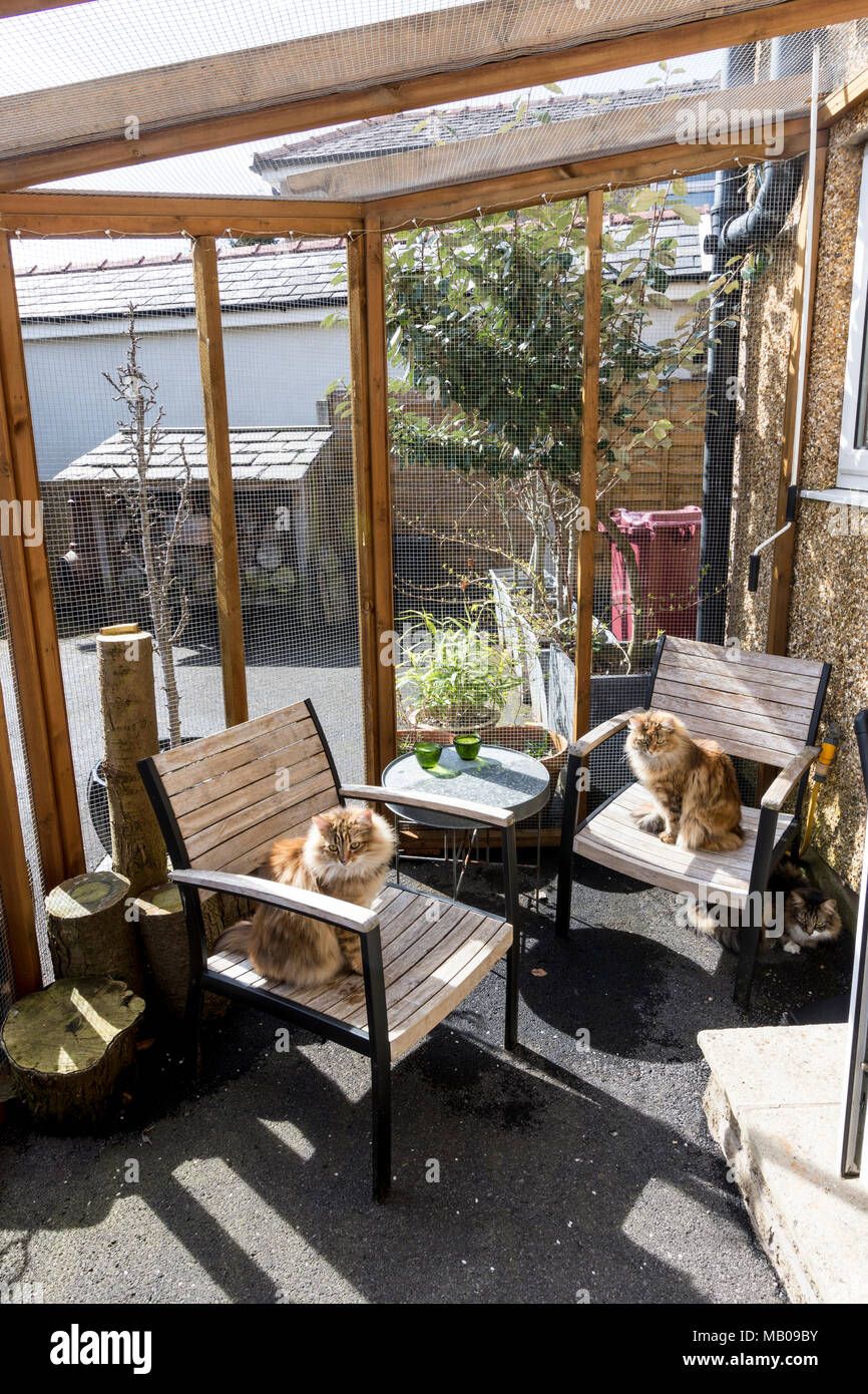 Catio, une structure en forme de cage sur le côté d'une maison pour permettre aux chats de vivre à l'extérieur à l'abri des prédateurs ou d'itinérance. Banque D'Images