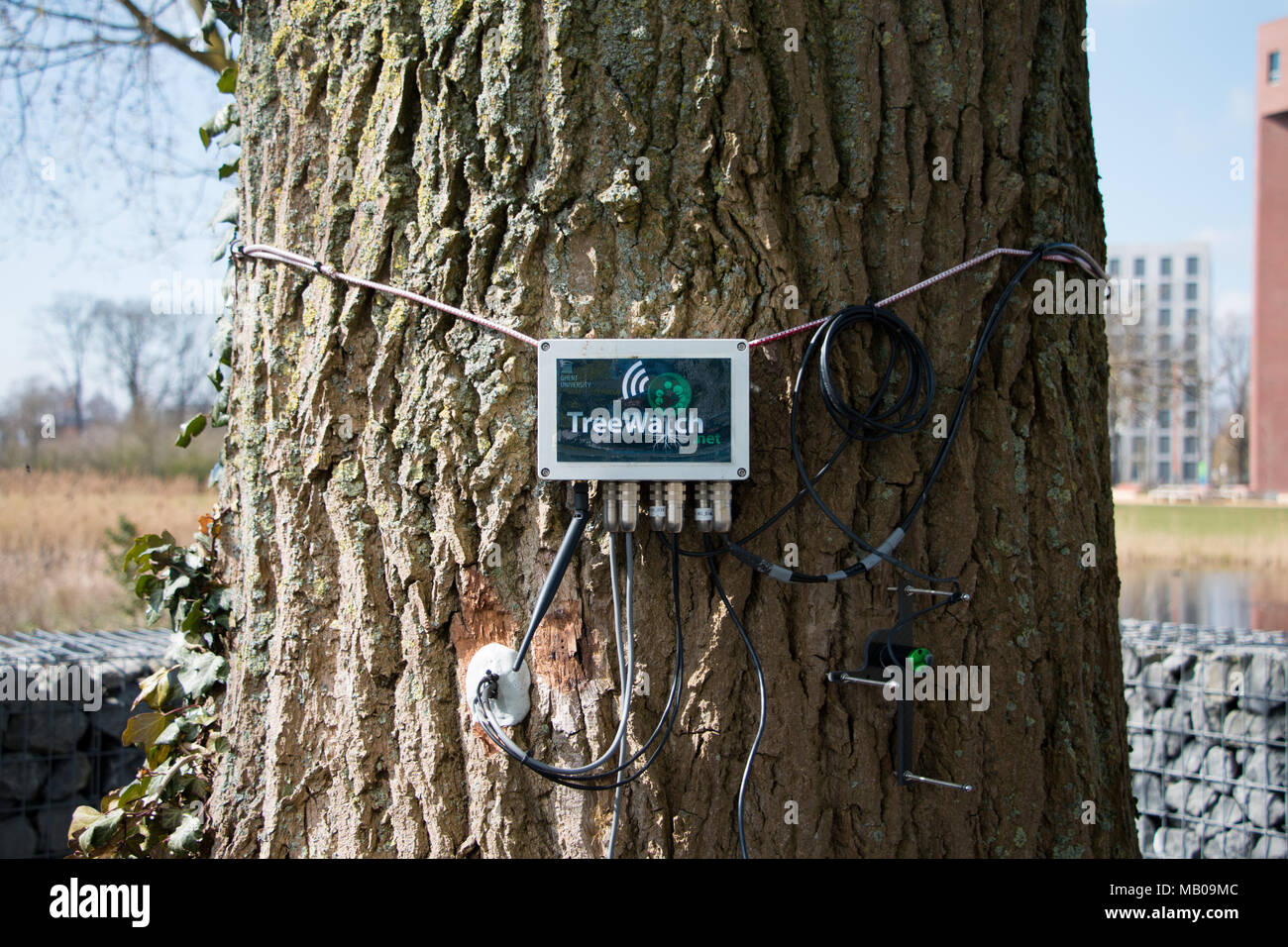 TreeWatchWUR, l'arbre à l'extérieur de peuplier tweeting bâtiment Orion, Wageningen University et recherche campus, Pays-Bas Banque D'Images