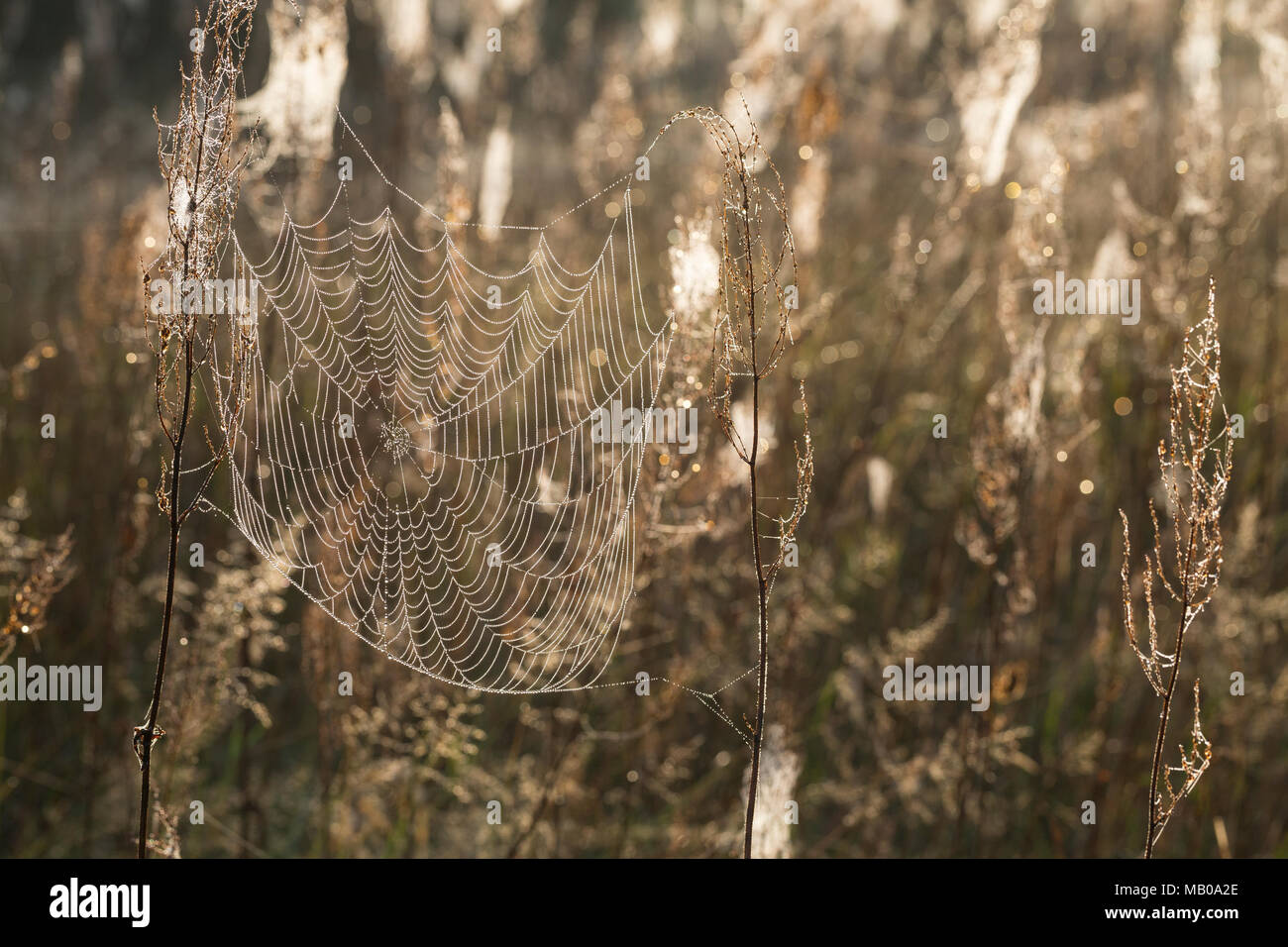 Spinnennetze Spinnennetz, im Herbst, herbstlichen Morgentau, Tautropfen, Altweibersommer. araignée, araignées, d'araignée, araignée, spider's web, spi Banque D'Images