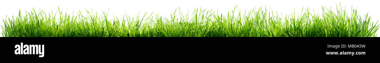 Grass Isolated On White - Frontière de printemps Banque D'Images
