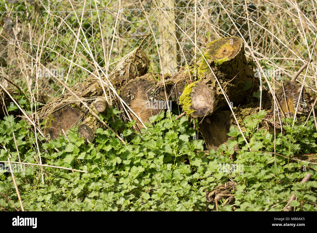 Des tas de troncs d'arbres recouverts de mousse dans riverside woodland laissés à pourrir un bon habitat pour fournir une gamme d'espèces. Dorset UK Banque D'Images