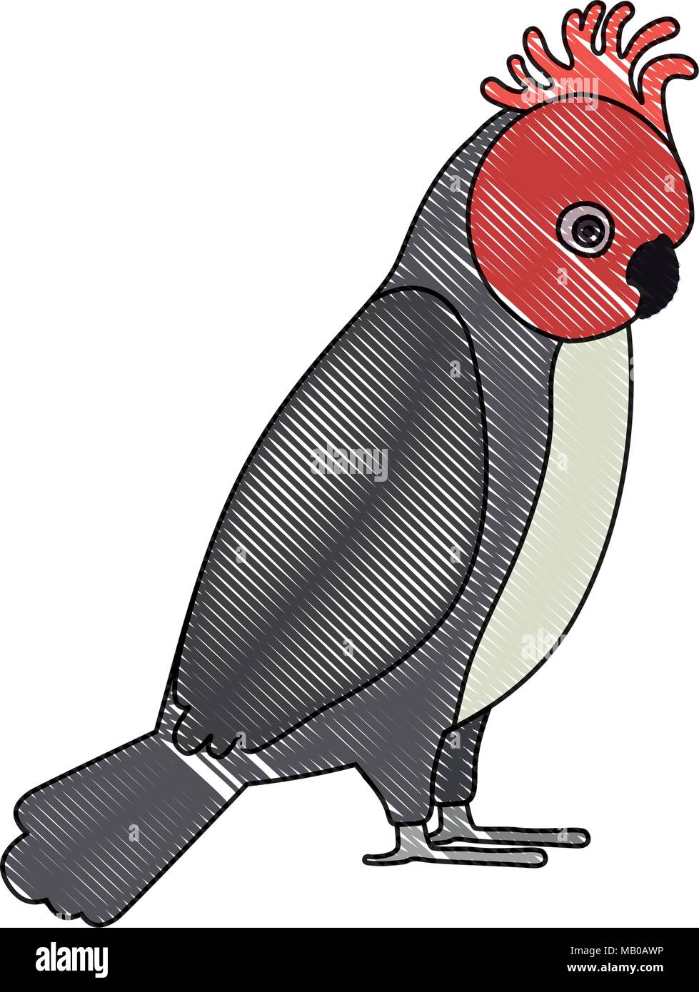 Gang Gang cockatoo oiseaux australiens Illustration de Vecteur