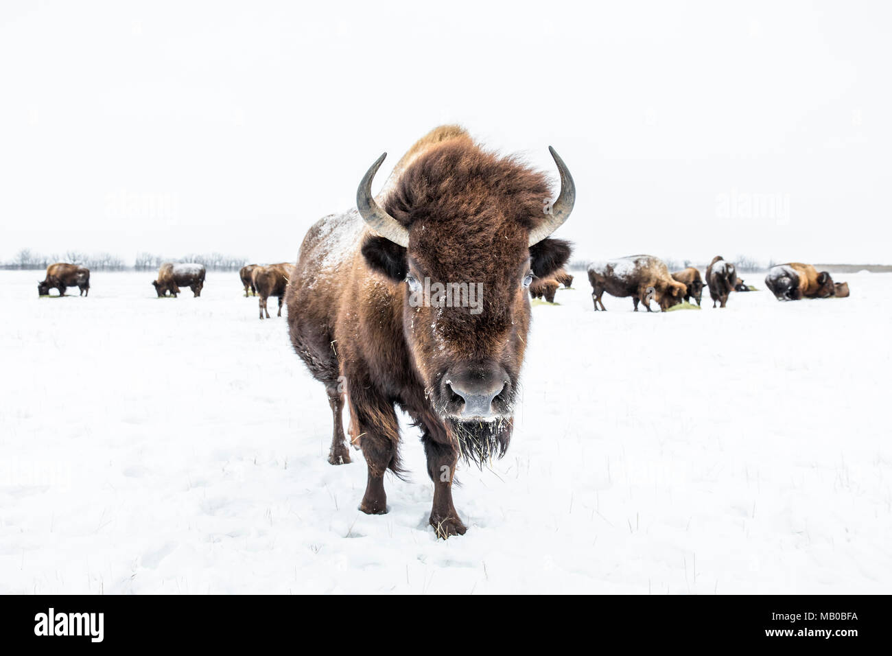 Troupeau de bison d'Amérique, ou le bison des plaines (Bison bison bison) en hiver, Manitoba, Canada. Banque D'Images