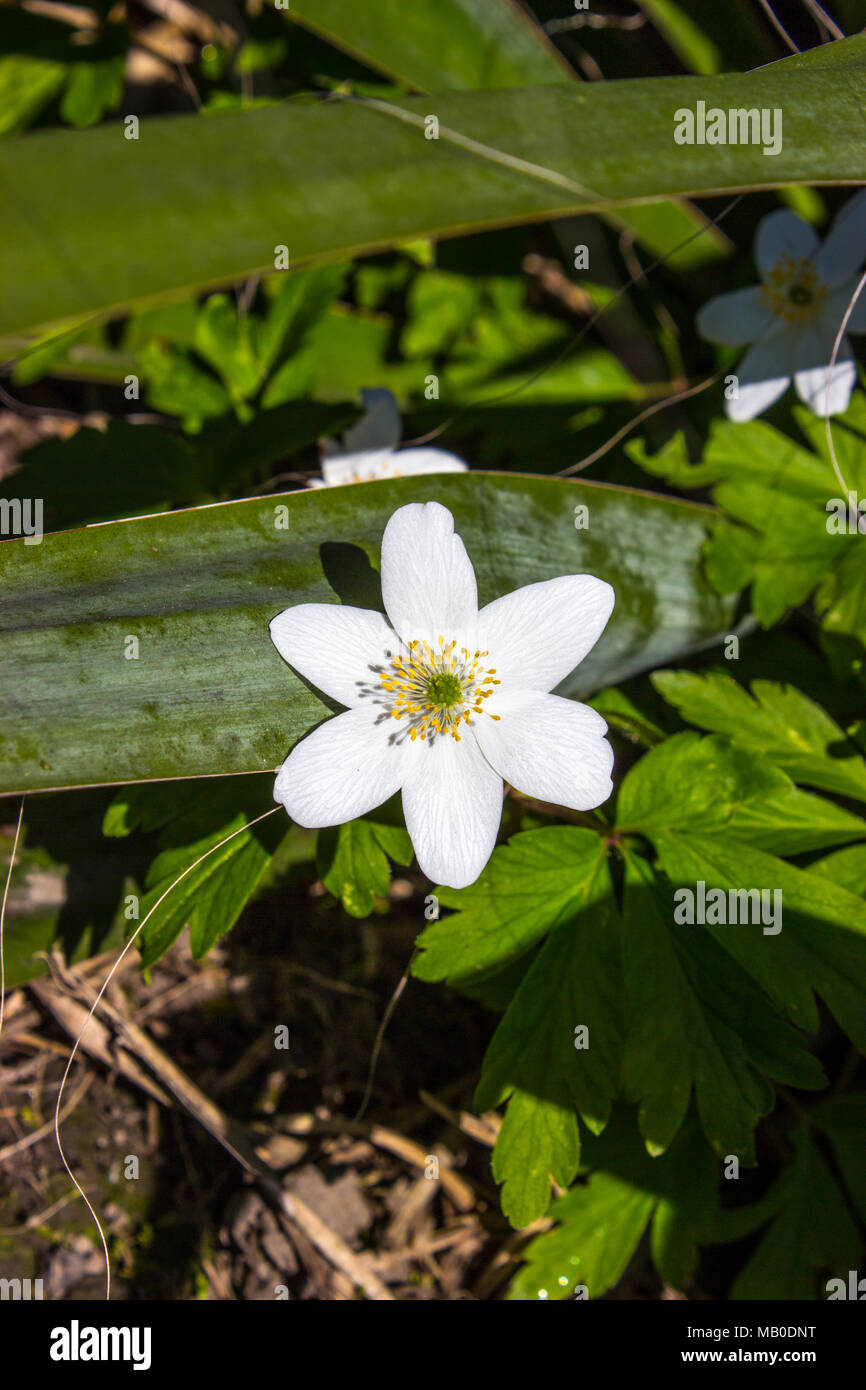 Dans l'avant-plan est le premier printemps flower anemone Banque D'Images