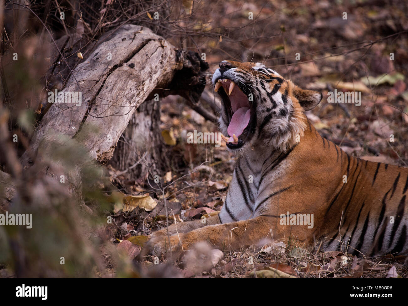 Portrait de tigre du Bengale Royal dans le parc national de Ranthambore Banque D'Images