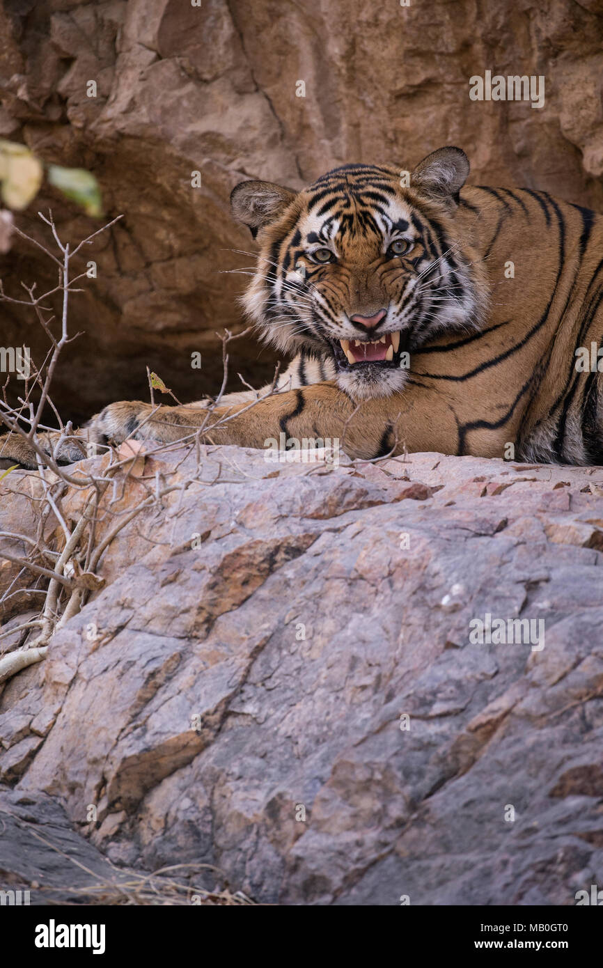 Portrait de tigre du Bengale Royal dans le parc national de Ranthambore Banque D'Images