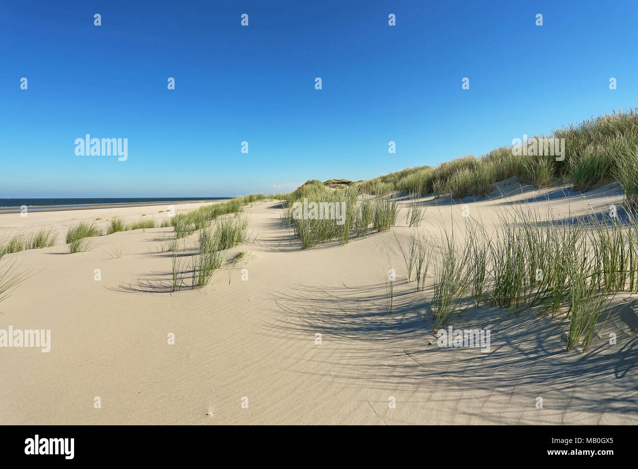 Les dunes côtières avec l'ammophile Banque D'Images