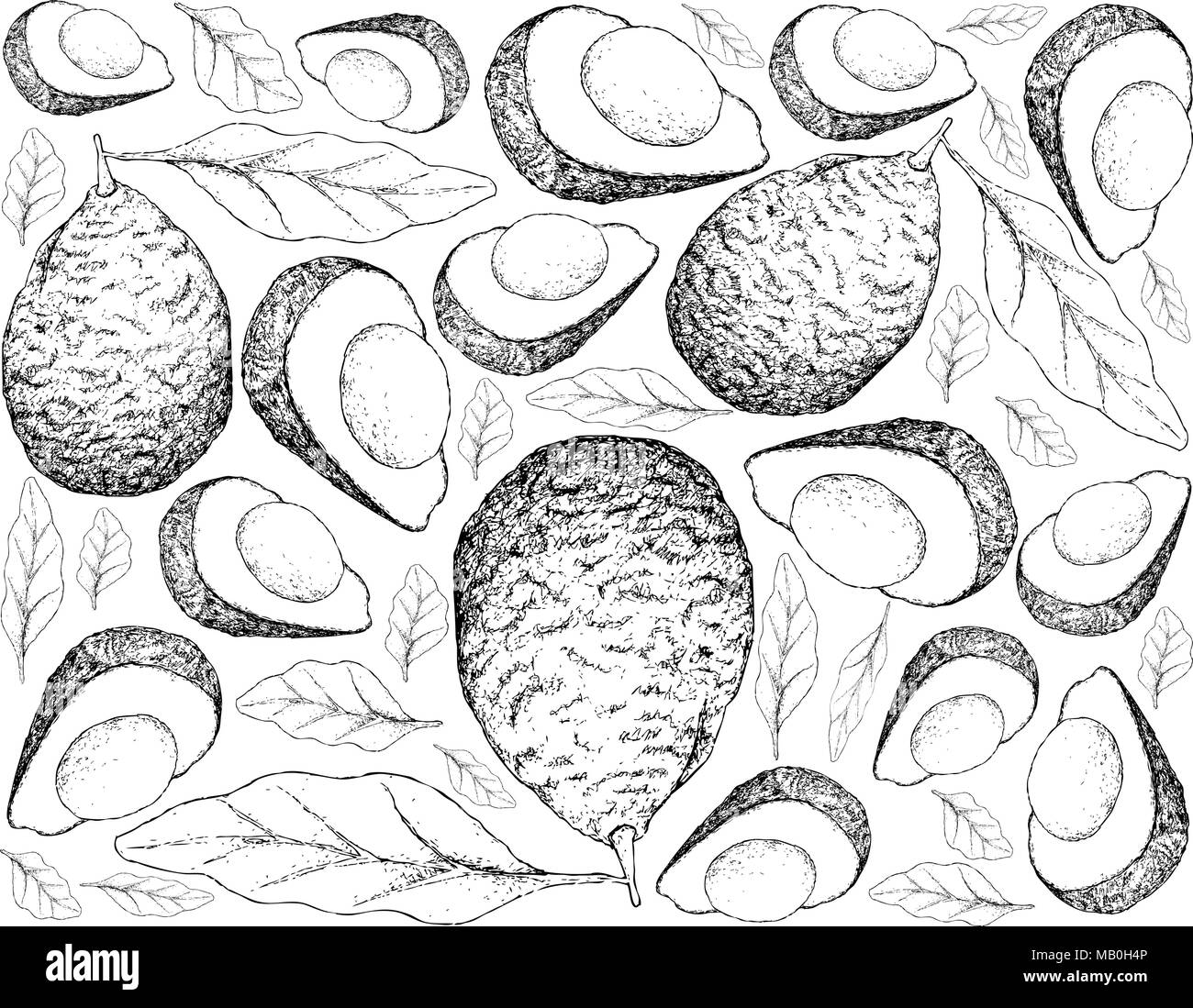 Petits fruits, Illustration Papier peint fond de croquis de la main verte fraîche ou d'avocat Persea americana de fruits. Riche en vitamines C, E Illustration de Vecteur