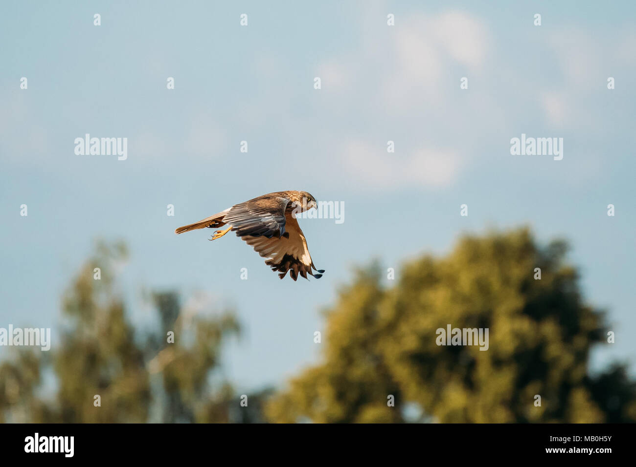 Le Busard Saint-Martin Circus cyaneus ou mouches d'oiseaux sauvages dans le ciel bleu au Bélarus. En Eurasie, le mâle adulte est parfois surnommé le fantôme gris Banque D'Images