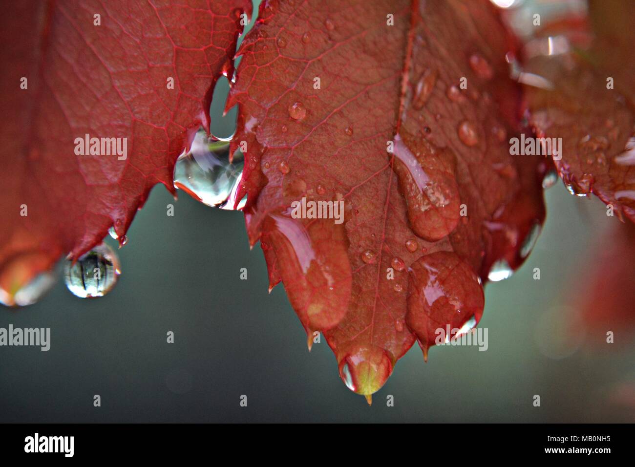 Tombée des feuilles d'automne rouge avec des gouttes de pluie Banque D'Images