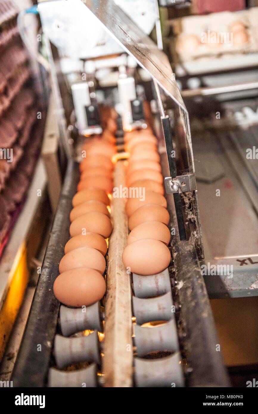 Les œufs sont classés dans une usine d'emballage Banque D'Images