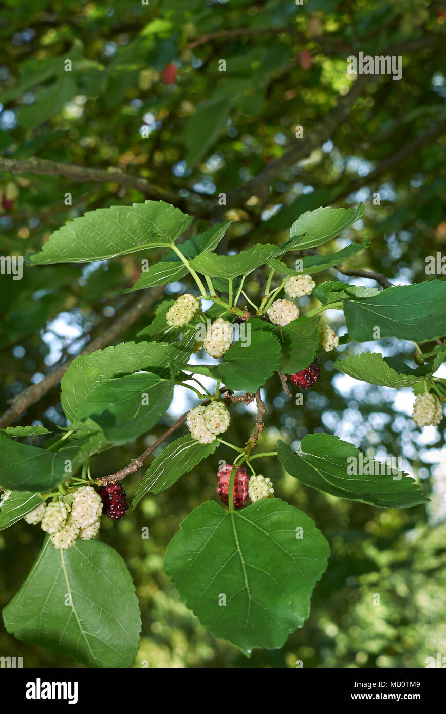 Morus alba fruits Banque D'Images