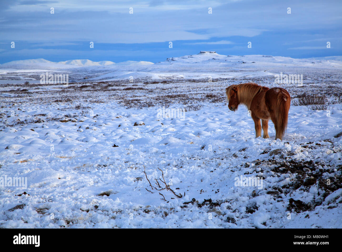 Montagnes, de l'Europe, l'Islande, chevaux, paysages, les chevaux, la neige, les mammifères, les animaux, l'île volcan, hiver Banque D'Images