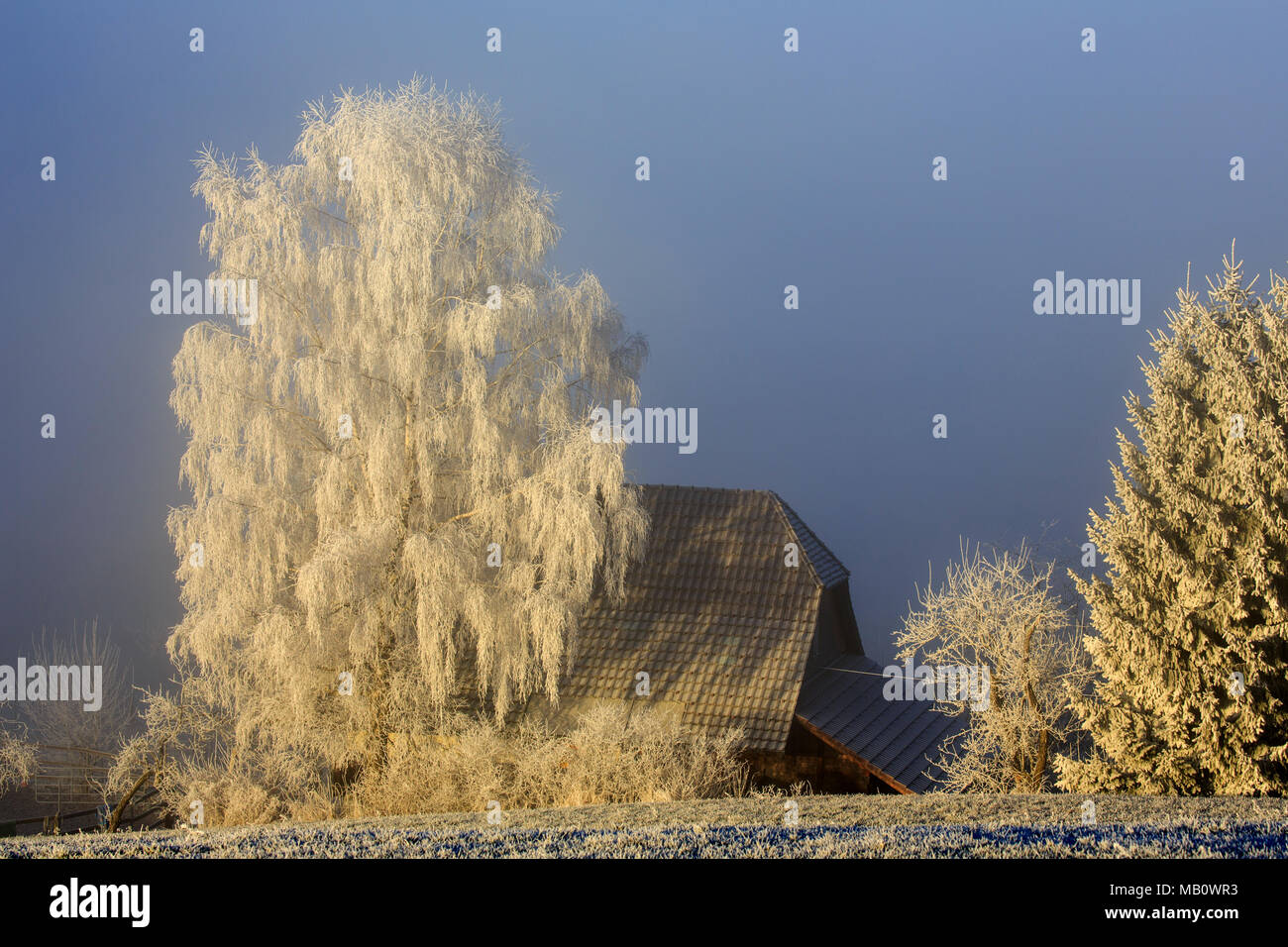 Ballenbühl, arbre, arbres, Emmental, Europe, maison, maisons, paysages, froid, brouillard, la Suisse, l'hiver Banque D'Images