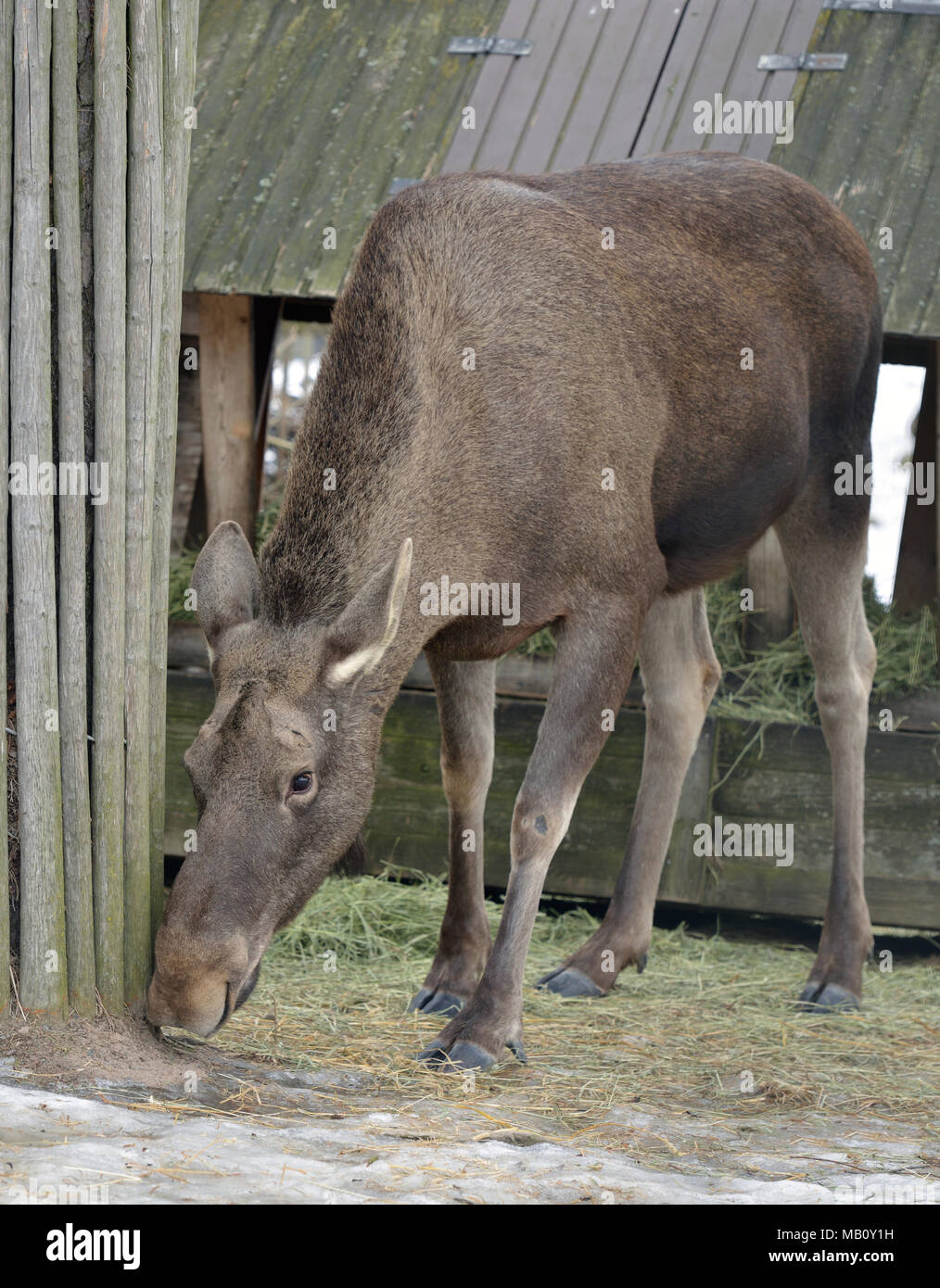Le wapiti, l'Alces alces, plus grande espèce existante de cervidés Banque D'Images