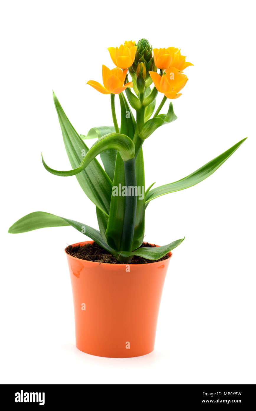 Star-de-Bethléem Ornithogalum dubium (fleur) en jardinière. fleur orange sur blanc fond isolé Banque D'Images