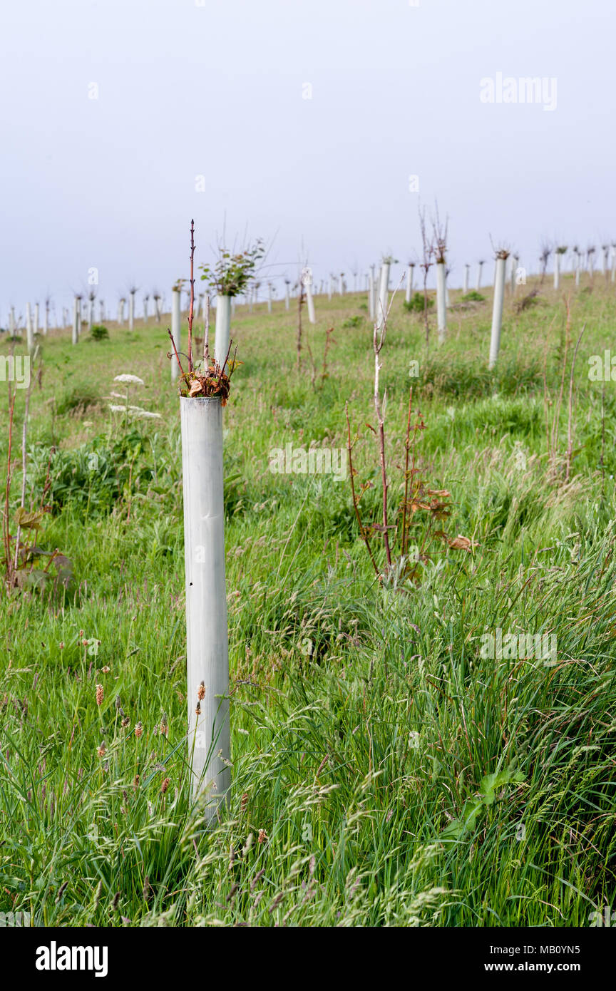 Gardes d'arbres en plastique sur les jeunes jeunes jeunes arbres dans un champ sur la côte de Cornouailles, péninsule de Roseland, Cornouailles, Royaume-Uni Banque D'Images
