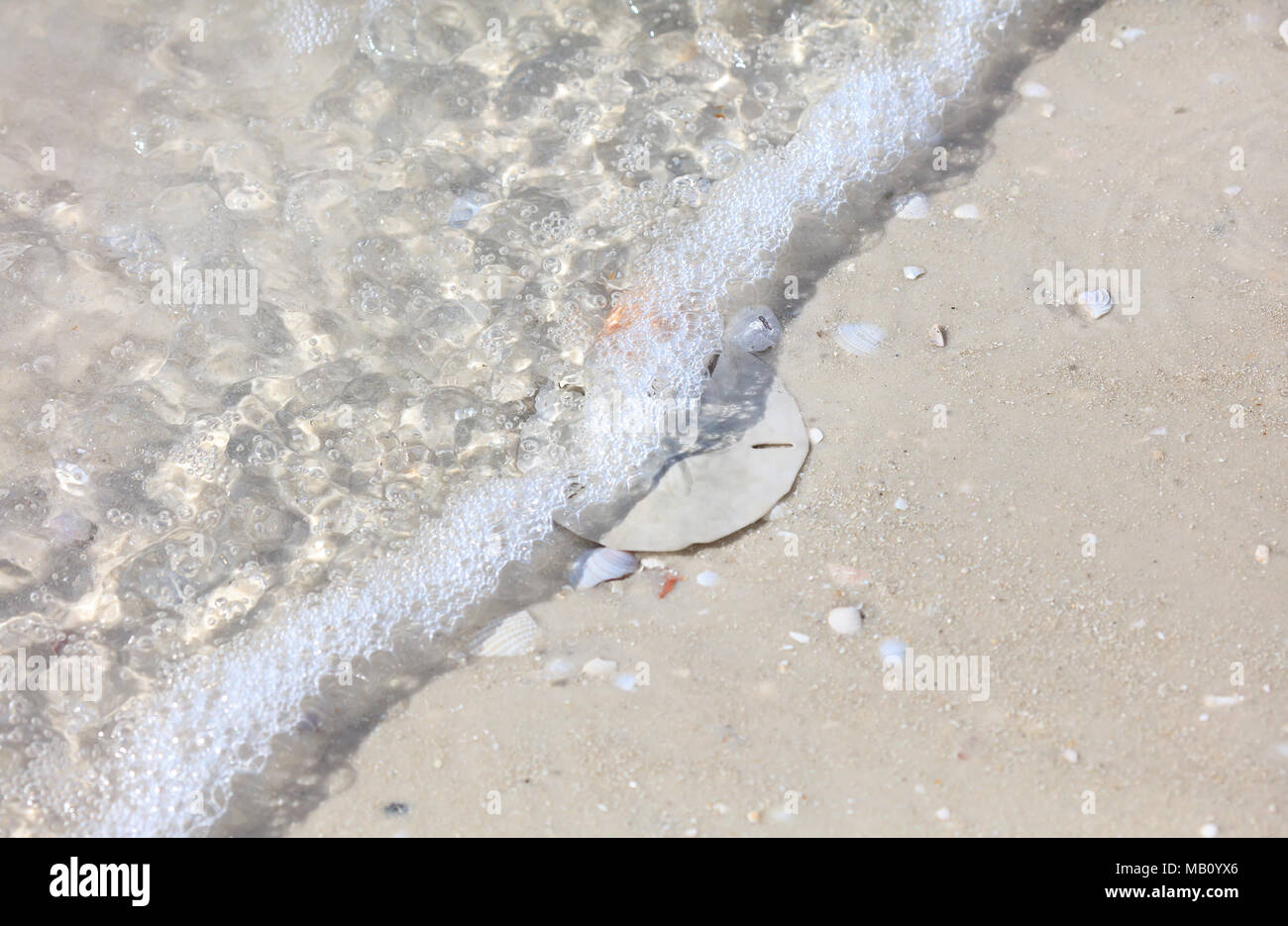 Sand Dollar est envahie par les vagues, Sanibel Island, Floride, USA Banque D'Images