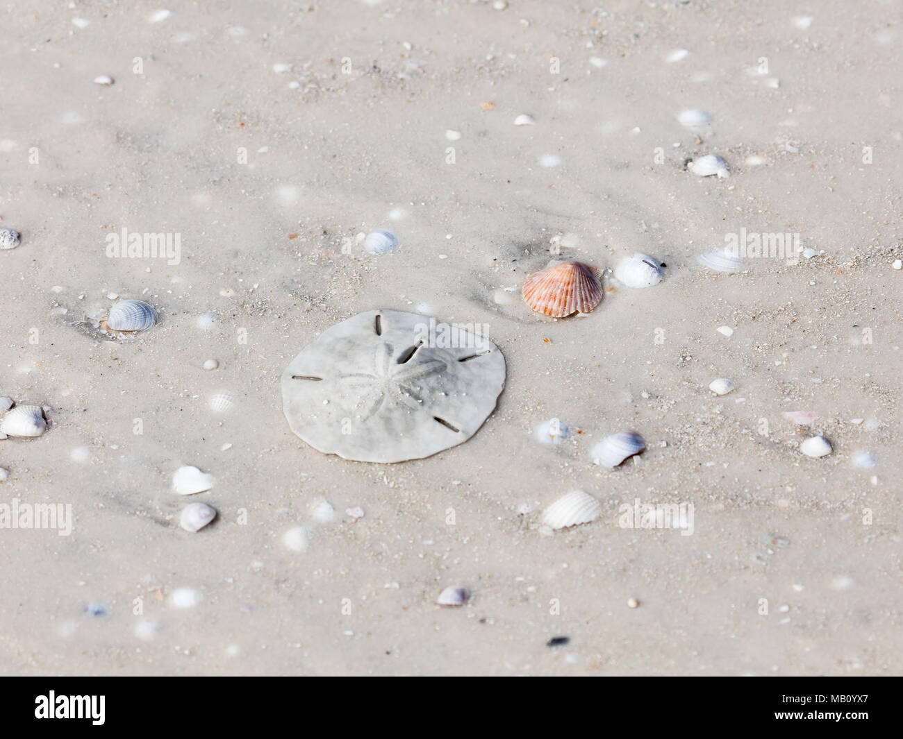 Sand Dollar sur le sable sous l'eau, Sanibel Island, Floride, USA Banque D'Images