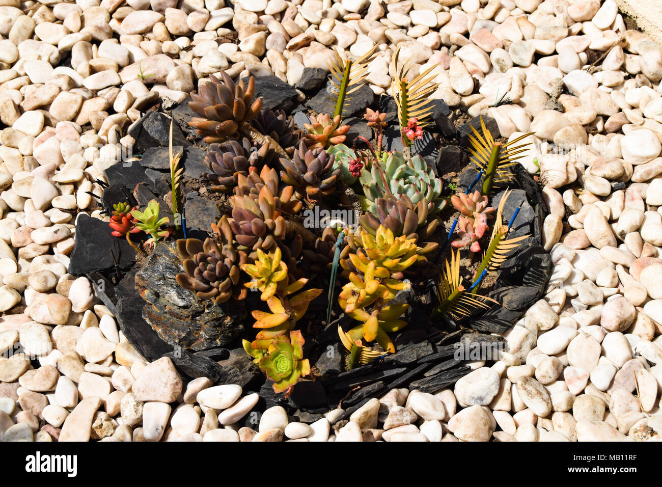 Conception de jardins avec des espèces de catus Banque D'Images