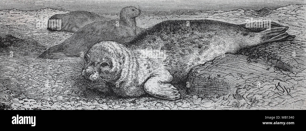 «Seehund, phoque commun Phoca vitulina, numérique, l'amélioration de la reproduction de l'original d'imprimer à partir de l'année 1895 Banque D'Images